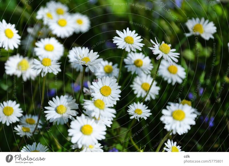 Im Frühling gibt’s wieder viele Sonnenblümchen, ich meine Gänseblümchen… Blumen Blüte Blütezeit blühen strahlen leuchten aufblühen Natur natürlich Pflanze