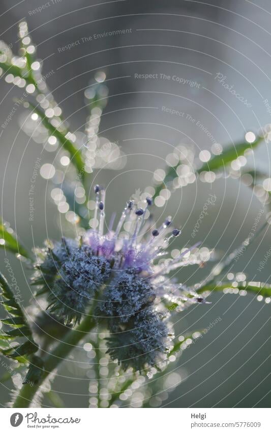 Phaceliablüte mit gefrorenen Tautropfen Bienenweide Bienenfreund Büschelschön Büschelblume Wasserblattgewächs Raublattgewächs Gründünger Herbst Morgen morgens