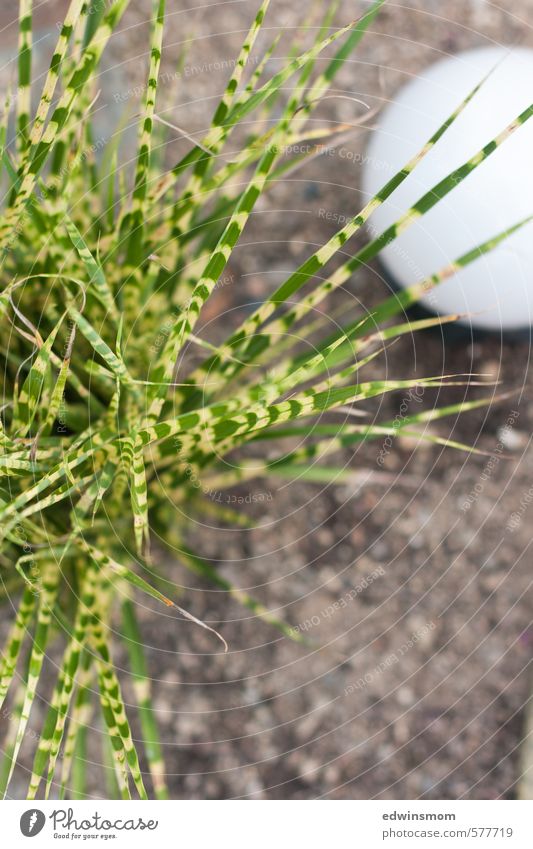 Gestreift. Garten Lampe Pflanze Tier Sommer Gras Grünpflanze Schilfrohr wählen gebrauchen beobachten entdecken stehen Wachstum lang natürlich Spitze stachelig