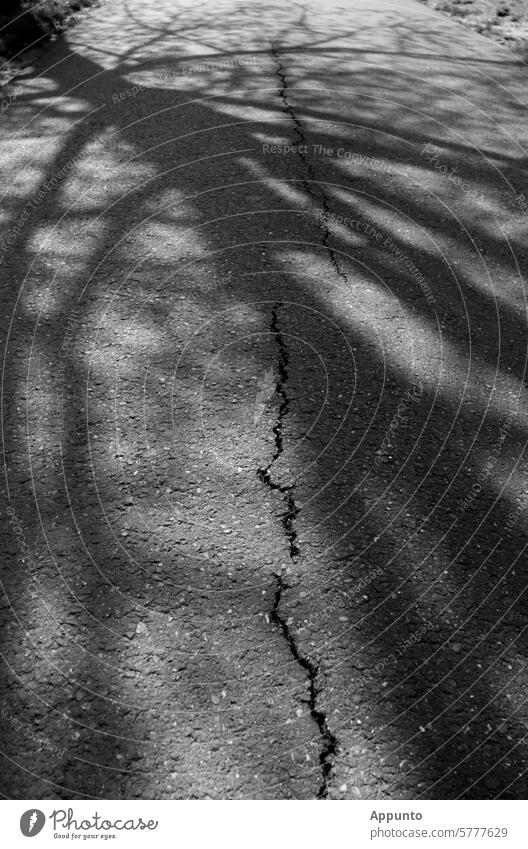 Risse im Asphalt Straße Baumschatten Schatten Sonnenlicht Asphaltdecke aufgerissen aufgebrochen Spalten Straßenschäden sonnig Spaziergang Weg Ziel Längsrisse