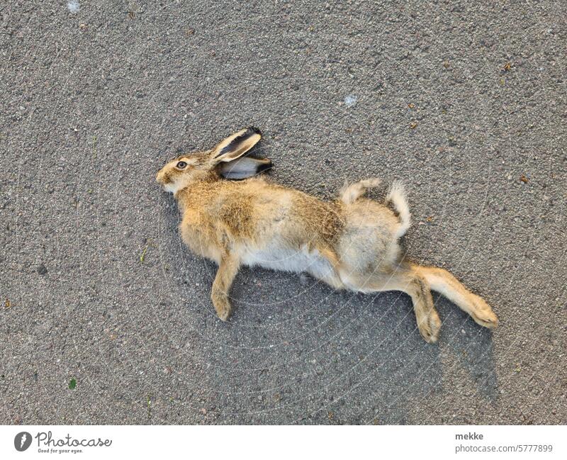 In voller Würde und Eleganz abtreten Hase Osterhase wild Wildtier tot Asphalt Straße Straßenverkehr gestorben verendet Natur Totes Tier Trauer Vergänglichkeit