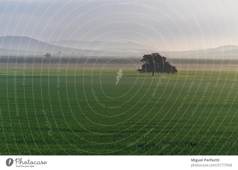 Grünes Landschaftsbild mit einem einsamen Baum in einem Drittel des Bildes und niedrigen Bergen im Hintergrund, der Hintergrund ist durch den Dunst der Morgendämmerung verschwommen.