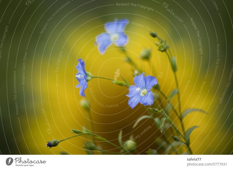 zartblaue Leinblüten vor einer Sonnenblume Blume Blüte Sonnenblumen gelb Unschärfe Pflanze Natur Sommer Blühend Nutzpflanze Schwache Tiefenschärfe Duft