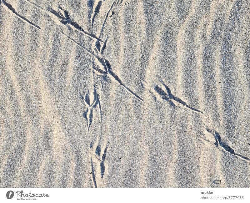 Tierische Hieroglyphen Fußabdrücke Sand Spuren Fußspur Strand Wege & Pfade Barfuß Sandstrand Fußspuren kreuzen Küste Sommer Natur Abdruck Sommerurlaub Vögel