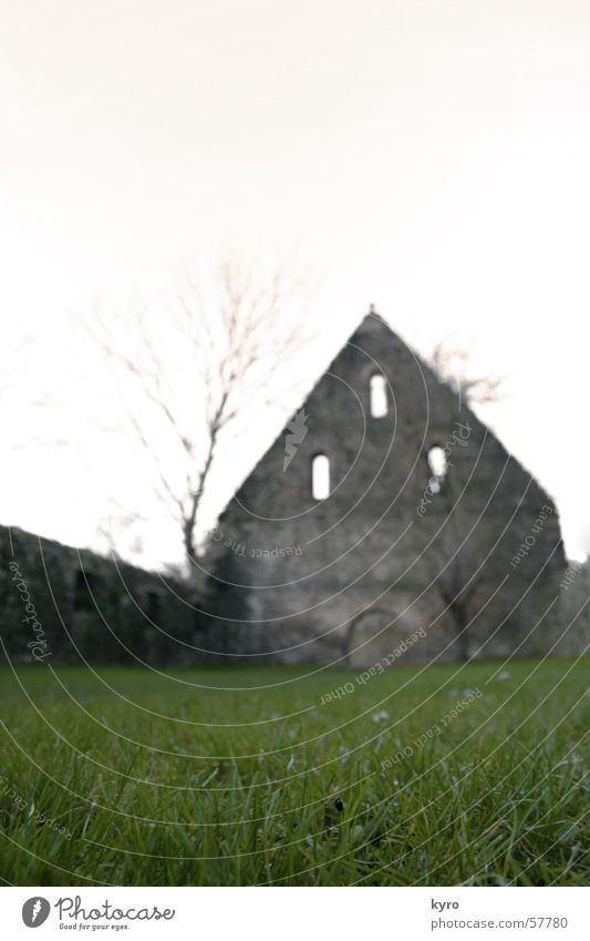 in der RUINE Ruine Gras nah Unschärfe Wiese grün Baum ruhig Mauer Backstein Bauwerk Gebäude Halm Blume Pflanze Fenster Licht Nebel trüb Durchgang