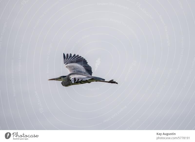 Fischreiher im Flug Vogelflug Himmel Außenaufnahme Wildvogel Natur Vogelbeobachtung Flügel Schnabel Gefieder Spannweite Tierwelt Vogel im Flug Jäger Wildtier