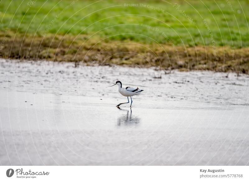 Säbelschnäbler Recurvirostra avosetta Keitumer Salzwiesen Feuchtwiesen Nationalpark Wattenmeer Flügelspannweite schwarzweißen Gefieder Vogelwelt Wasserlache