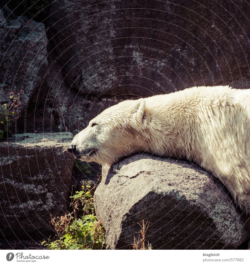 Eisbär II Zoo Tier Wildtier 1 liegen schlafen grau grün weiß Gelassenheit ruhig Zufriedenheit Erholung Farbfoto Außenaufnahme Menschenleer Textfreiraum oben Tag