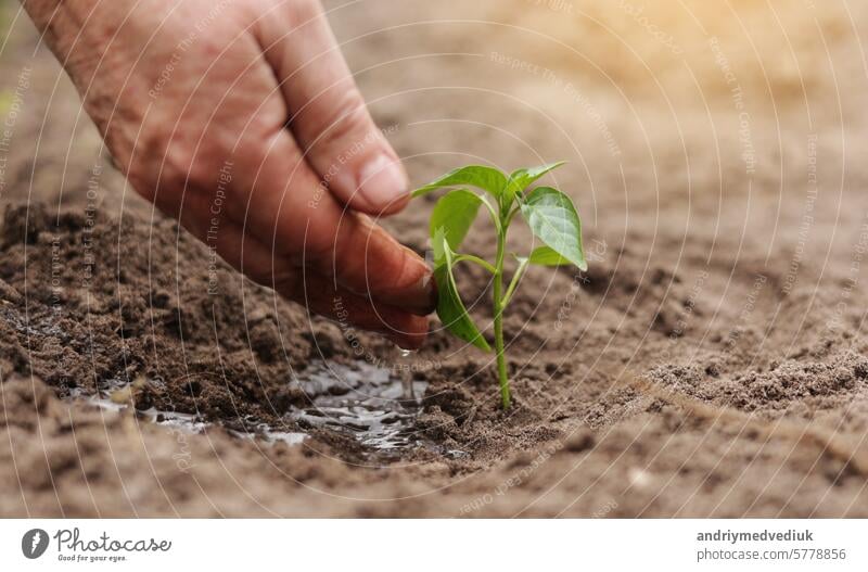 Landwirtschaft. Senior Landwirt die Hände mit Wasser sind Bewässerung grünen Spross von Peper. Junger grüner Setzling im Boden. Wassertropfen, neues Leben des jungen Sprosses. Gartenarbeit im Frühling. Gekeimte Samen in fruchtbarem Boden