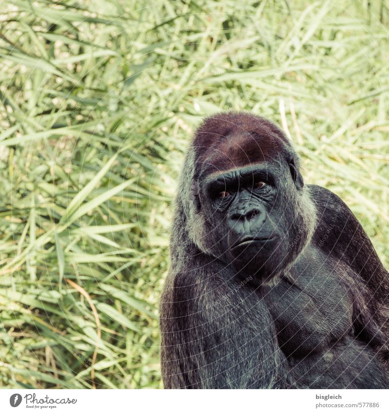 Gorilla Zoo Tier Tiergesicht Affen 1 Blick sitzen groß stark braun grau grün Farbfoto Außenaufnahme Menschenleer Textfreiraum links Textfreiraum oben Tag