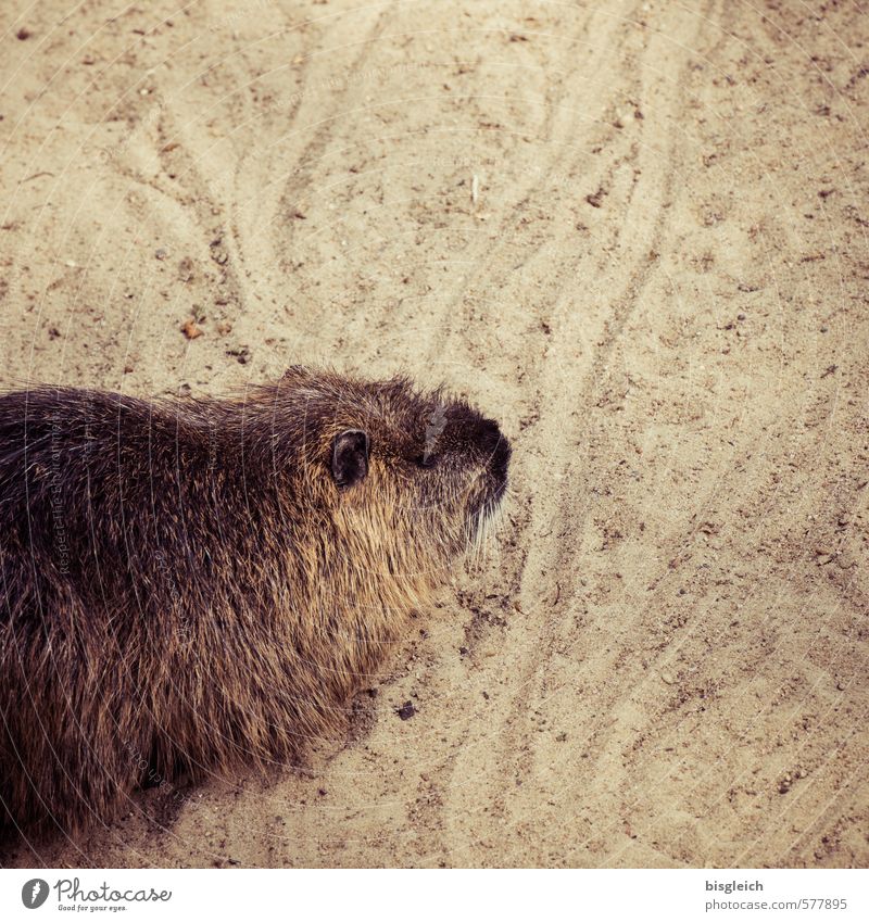 Nutria Zoo Tier Biberratte 1 Sand Blick niedlich braun Farbfoto Außenaufnahme Menschenleer Textfreiraum rechts Textfreiraum oben Tag Tierporträt