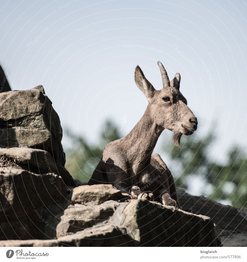 Steinbock II Zoo Tier 1 liegen Blick blau braun grün Farbfoto Außenaufnahme Menschenleer Textfreiraum oben Tag Schwache Tiefenschärfe Tierporträt