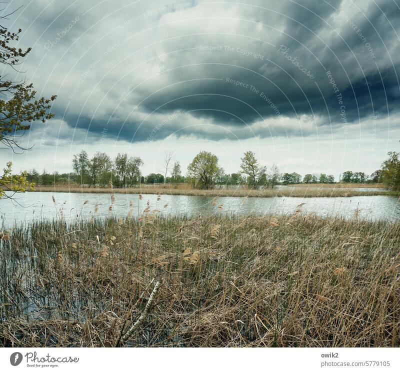 Dickes Gewölk Landschaft Natur Umwelt Wasser Wolken Sträucher Baum Traurigkeit Fischereiwirtschaft Hoffnung Farbfoto Gedeckte Farben Außenaufnahme warten Teich