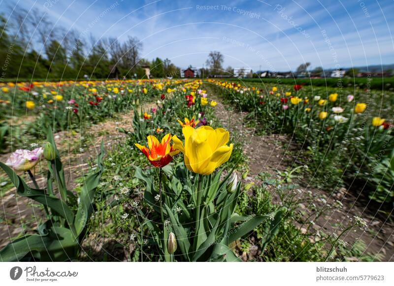 Tulpenfeld Frühling Blumen Blüte Tulpenblüte Blumenstrauß Blühend grün Pflanze Frühlingsgefühle Dekoration & Verzierung Tulpenzeit Natur Muttertag Farbfoto