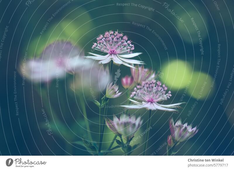 Sterne im Garten / Große Sterndolde/ Astrantia major Blumen Sommerblumen Gartenblume Staude blühend violett lila Natur Pflanze Blüten Schattenstaude rosa