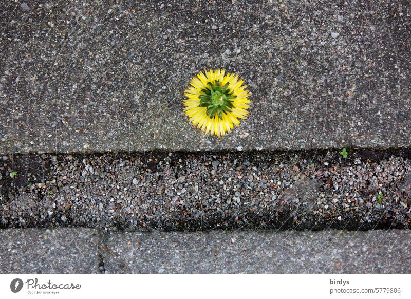 abgerissene Löwenzahnblüte liegt auf dem Kopf Blütenkopf Betonboden umgedreht Vogelperspektive gehwegplatten gelb grau