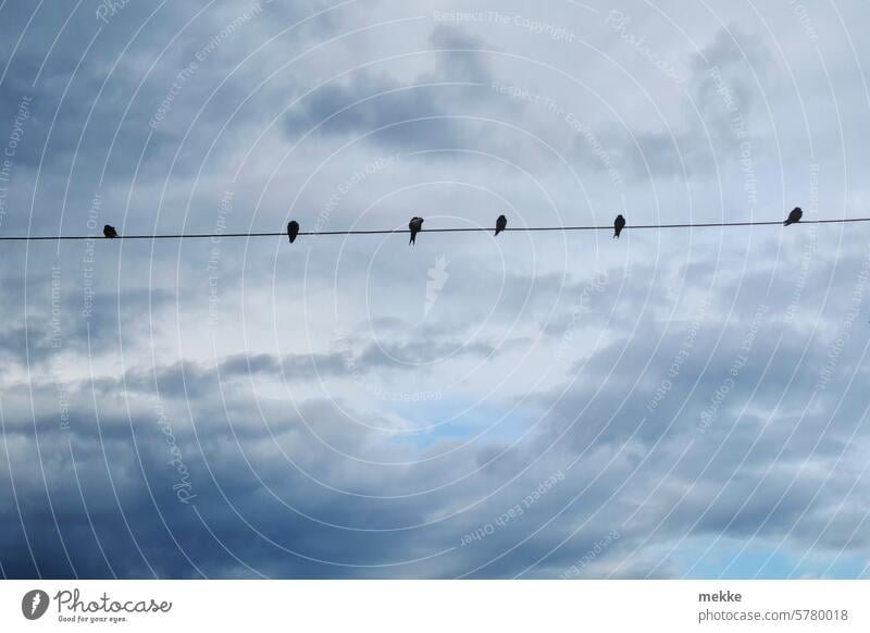 Jetzt wird Sommer Schwalben Vogel Himmel sitzen Natur Umwelt Sommeranfang Wolken bewölkt wolkig Bewölkung durcheinander Vögel Ankunft Schatten Silhouette Leine