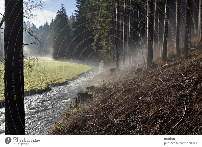 der atmende Wald Landschaft Pflanze Wasser Himmel Wolken Winter Klima Schönes Wetter Baum Berge u. Gebirge braun grün weiß Verdunstung Nebel Stamm Nadelwald