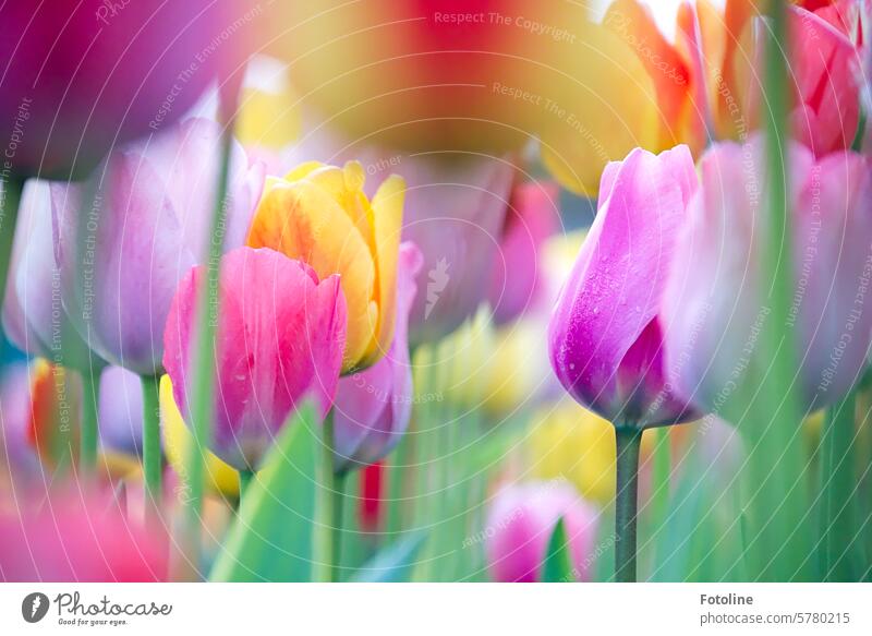 Taufrische Tulpen stehen dicht beieinander. Welch bunte Blütenpracht! Frühling Blume Tulpenblüte Blühend Pflanze Farbfoto Blumen Frühlingsgefühle grün gelb rot