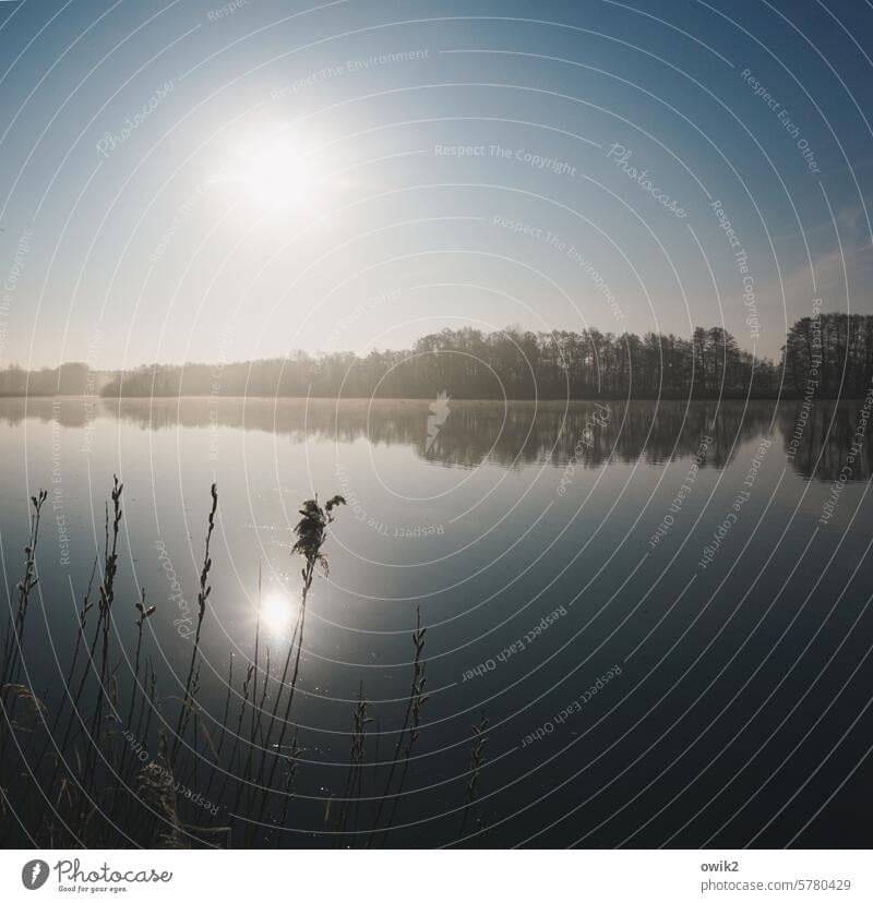 Untiefen See Teich Wasser Wasseroberfläche Natur Reflexion & Spiegelung Seeufer ruhig Wasserspiegelung Menschenleer Bäume Himmel Umwelt Landschaft Außenaufnahme