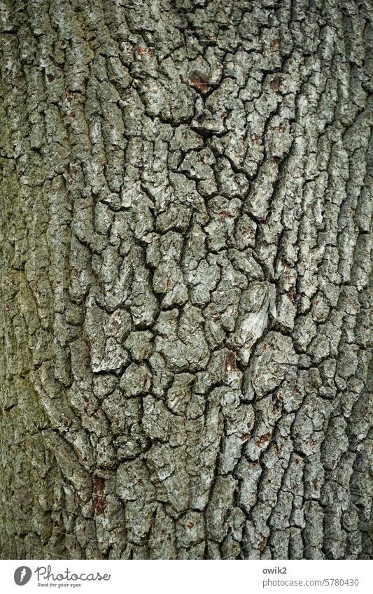 Rauhe Schale Baumrinde Eiche Baumstamm rauh Natur Außenaufnahme Pflanze Wald Umwelt Farbfoto Gedeckte Farben Struktur Risse grob Nahaufnahme Rinde Naturdenkmal