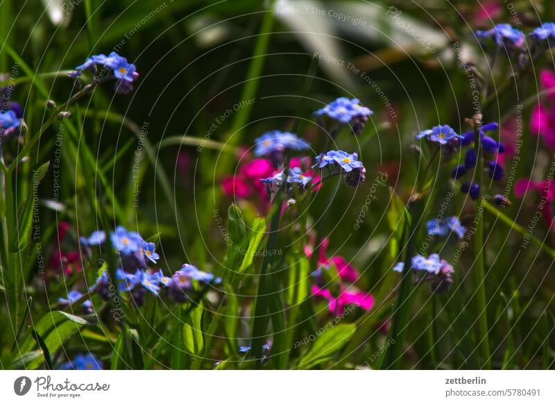 Nicht vergessen! blühen blüte dämmerung erholung erwachen ferien frühjahr frühling frühlingserwachen garten kleingarten kleingartenkolonie knospe menschenleer