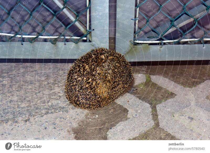 Er möchte auch nicht fotografiert werden. abend blitz blitzlicht igel kugel stachelkugel stacheln stacheltier