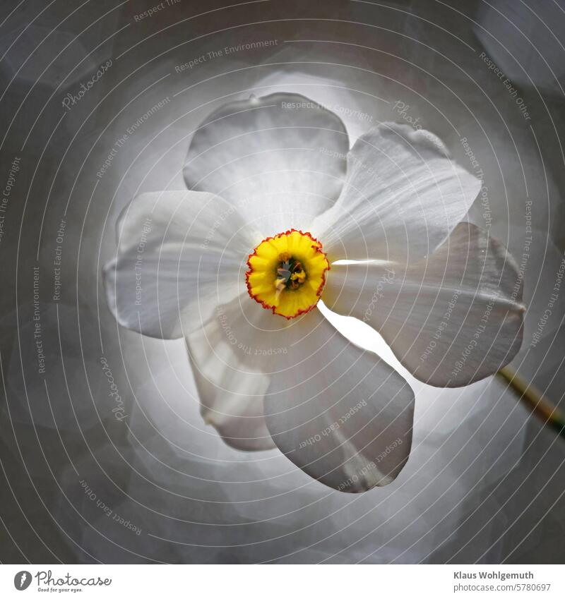 Weiße Narzissenblüte vor einem Bokehhintergrund Dichter Narzisse Narzissus Blüte Frühling Blume Frühblüher Blühend Frühlingsblume Außenaufnahme Garten