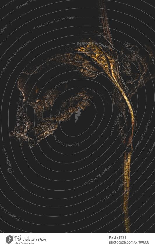 Vertrocknetes Blatt einer Blume vor schwarzem Hintergrund. Makroaufnahme vertrocknet Pflanze Low Key Schwache Tiefenschärfe dunkel Detailaufnahme Nahaufnahme