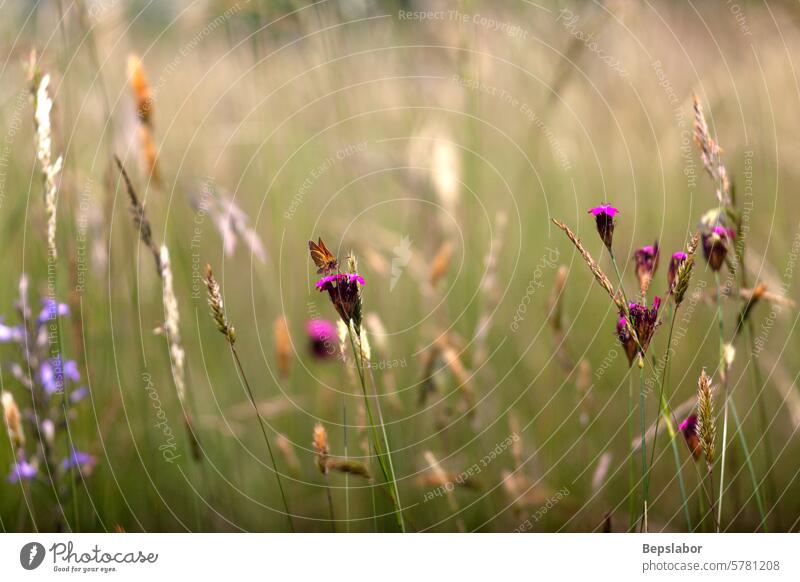 Blumen auf dem Land rosa Blumen Blumen auf dem Lande Natur Gras Vegetation Garten Blumenbeet Bokeh natürlich farbenfroh Blätter Blatt Duft Duftwasser