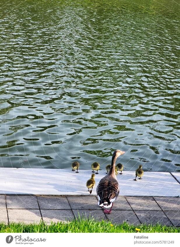 So Kinder, ab in die Wanne! Sonntag ist Badetag! Frau Gans scheucht ihre Küken ins kalte Wasser des Mittellandkanals. Gänse Vogel Federn Tier Natur Wildtier