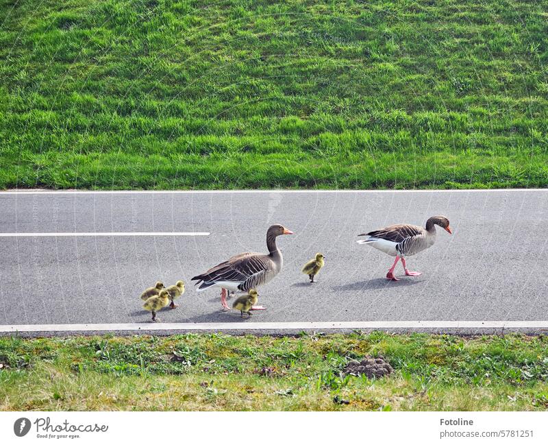 Gänsemarsch Gans Küken Vogel Federn Tier Natur Wildtier Außenaufnahme Farbfoto Wildgans Freiheit Zugvogel Vögel Tiergruppe frei flauschig weich Gras Wiese grün