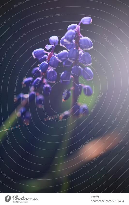 wir zwei zusammen Muscari angelehnt zusammenhalten blühen Pärchen Selfie Blüten Frühlingsblüten Frühlingsblumen Blumen Zusammenhalt zusammensein Lichteinfall