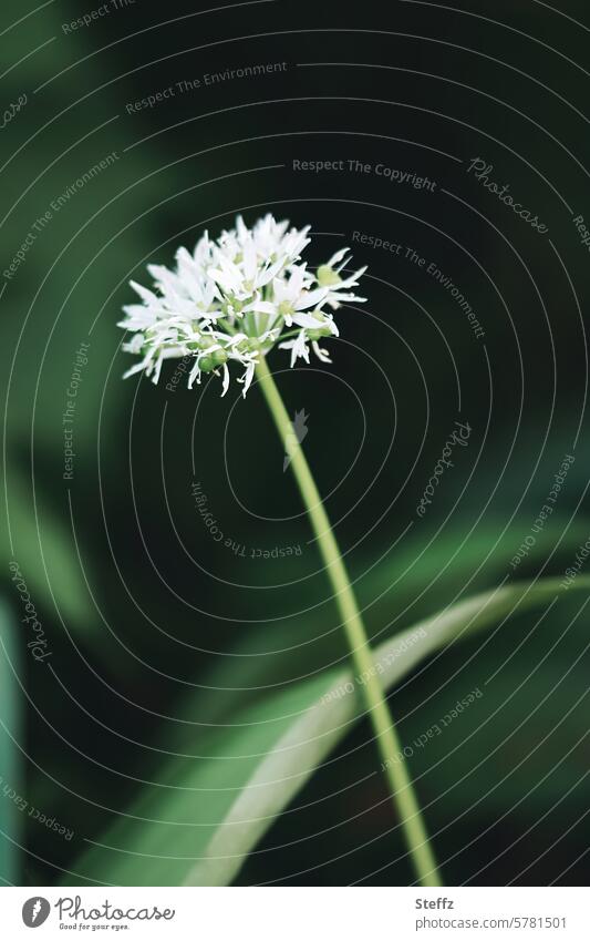 Bärlauchblüte Wildkraut Wildgemüse Waldknoblauch Knoblauch blühen Blüte Bärenlauch Gemüsepflanze Hexenzwiebel Gewürzpflanze Wildpflanze Blütenblätter