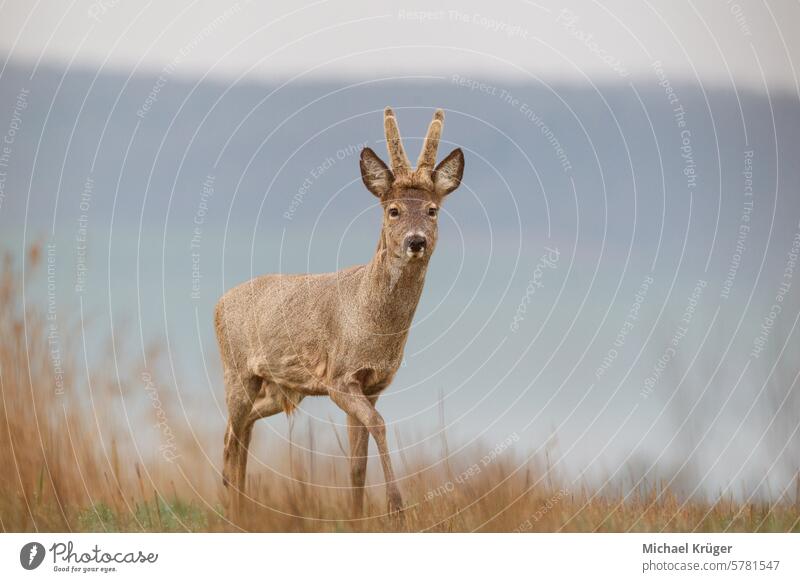 Rehwild, capreolus capreolus, einzelnes Männchen im Gras Horn braunes Fell Browsen Bock Erhaltung Hirschkuh eurasisch Europäer Hirschkalb Feld Wald Weidenutzung