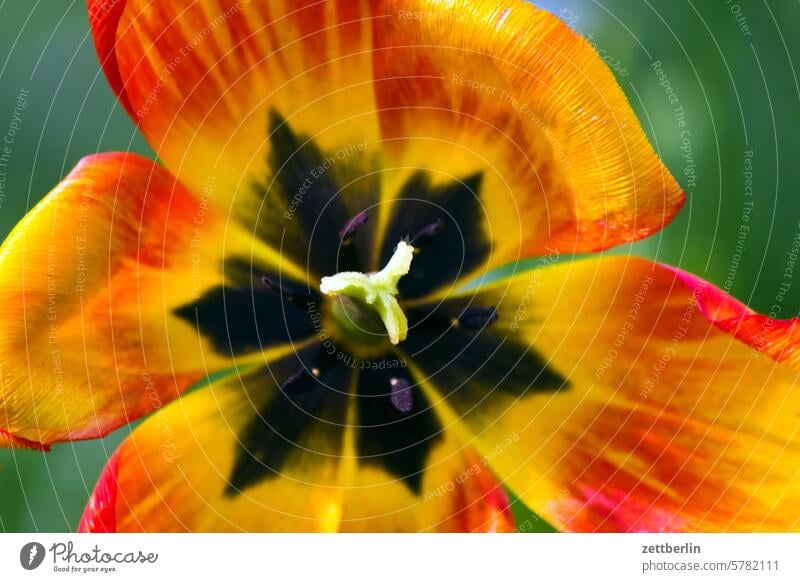 Tulpe blühen blüte erholung erwachen ferien frühjahr frühling frühlingserwachen garten kleingarten kleingartenkolonie knospe menschenleer natur pflanze ruhe