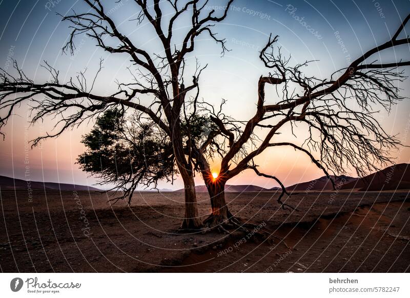 verzweigt Trockenheit Klimawandel Vergänglichkeit Wärme Himmel stille Äste und Zweige romantisch kitschig Morgendämmerung Dämmerung Sonnenaufgang Baum sanddüne