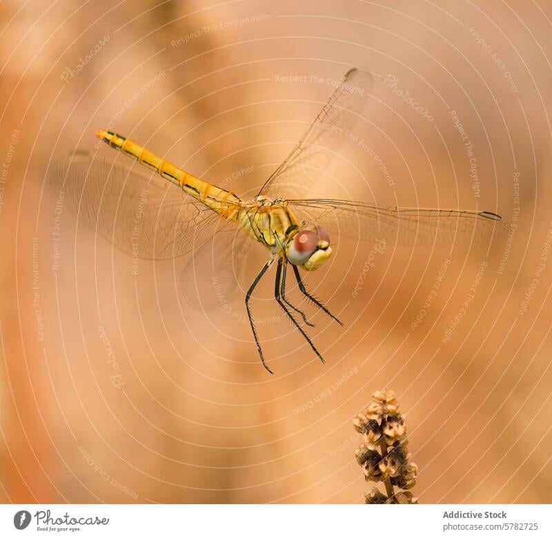 Zart auf einer Pflanze sitzende Libelle Insekt Natur Tierwelt Makro Nahaufnahme Flügel filigran Gleichgewicht Vorbau gehockt ausgestreckt Hintergrund warm Fauna