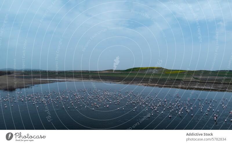 Flamingoschwarm im Flug über ruhigen Gewässern Tierwelt Natur Wasser Vogel Schwarm Flügel Fliege Himmel Gelassenheit Lebensraum wild natürlich heben Bewegung