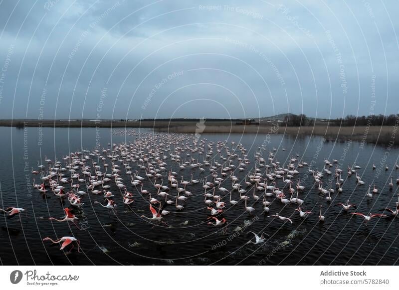 Flamingos im Flug über ruhigen Gewässern Tierwelt Wasser Vogel Schwarm Natur Anmut Gelassenheit dämmrig Himmel Feder rosa Flügel See Feuchtgebiet migratorisch