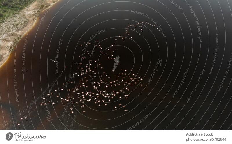 Luftaufnahme von Flamingos im Flug über den Küstengewässern Schwarm Antenne Vogel Tierwelt Natur Wasser Küstenstreifen Ufer Sand Kontrast Flügel rosa Fliege