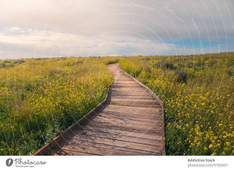 Ruhige Holzpromenade durch Las Tablas de Daimiel Promenade Wildblume Wiese ruhig Weg Natur malerisch las tablas de daimiel hölzern Laufsteg Landschaft Frühling