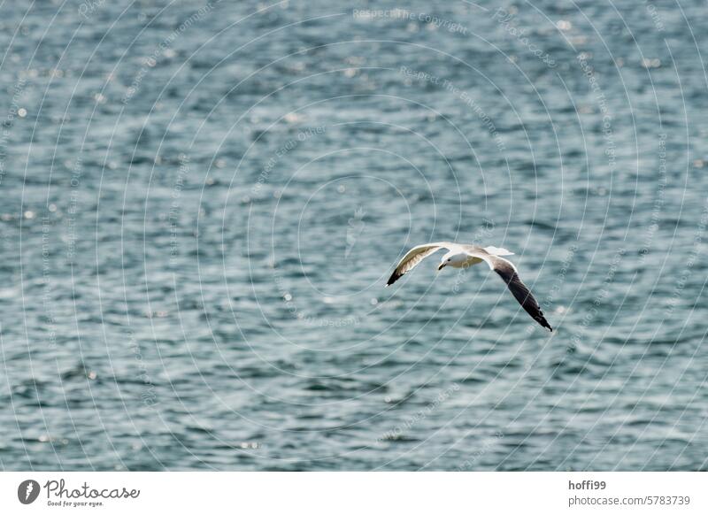 freigestellte Möwe im Flug mit unruhigem Atlantik im Hintergrund Möwenfliegen Möwenvögel Mantelmöwe Dominikanermöwe Rotschnabelmöwe Seevogel Tierporträt Flügel