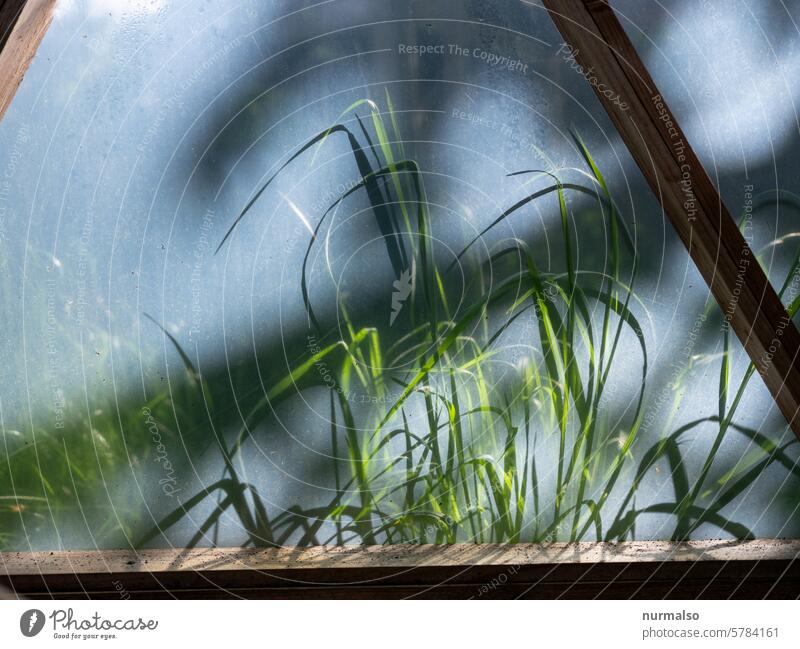 Schatten einer Pflanze Gras Gewächshaus Unkraut Falie Garten Gartenbau leuchten grün Natur