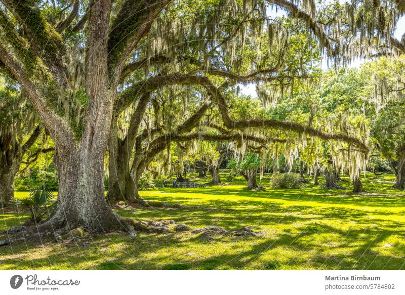 Alte Eichen mit hängendem spanischem Moos, Southern Living Pflanzen Georgien üppig (Wuchs) Natur spanisches Moos historisch grün Baum Wald Stollen Landschaft