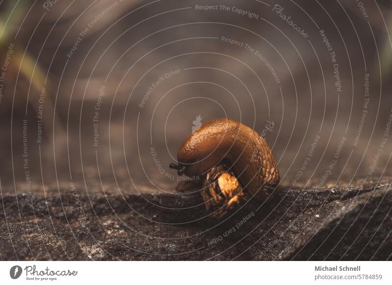 Nacktschnecke auf einer Löwenzahnblüte Tier Natur Weichtier Fressen natürlich Hunger Blüte