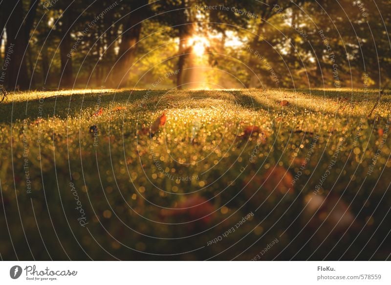 Die Belohnung für frühes aufstehen Umwelt Natur Pflanze Erde Sonne Sonnenaufgang Sonnenuntergang Sonnenlicht Herbst Schönes Wetter Nebel Gras Garten Wiese Wald