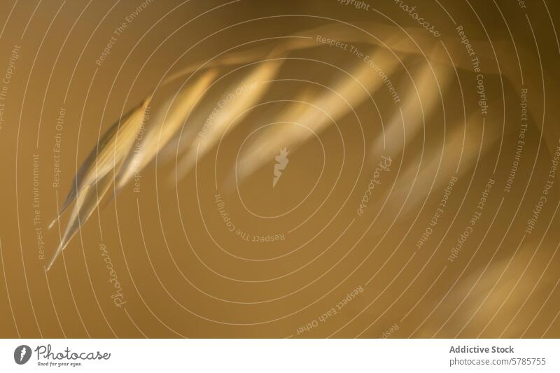 Abstraktes Weichzeichnerbild von Getreidegras abstrakt verschwommen Müsli Gras warm Hintergrund Bewegung künstlerisch Foto Muster Linien Natur Makro Nahaufnahme