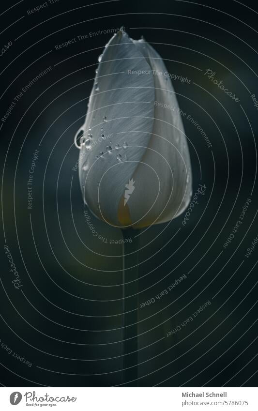 Tulpe nach dem Regen Blume Blüte Frühling Nahaufnahme Regentropfen Regentropfen auf Blättern nass Tropfen Wassertropfen Detailaufnahme schlechtes Wetter