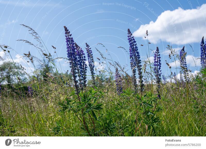 Blumen und hohes Gras auf einer grünen Wiese mit blauem Himmel Wanderung purpur Deutschland Panorama Hintergrund Bayrische Rhön Urlaubsreise Lupinen Tal Ansicht